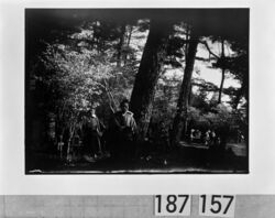 松林の中の子供たちと女性 / People in a Pine Grove image