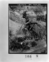 昆虫採集をする男性 / Man Collecting Insects image