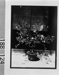 盆栽 / Bonsai Plant image