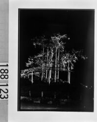 円山公園しだれ桜夜景 / Night Scene of Weeping Cherry Tree in Maruyama Park image