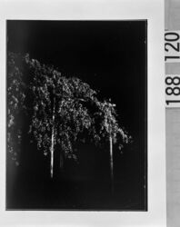 円山公園しだれ桜夜景 / Night Scene of Weeping Cherry Tree in Maruyama Park image