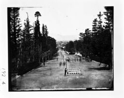 参道に立つ少年 / Boy Standing in the Approach Avenue image