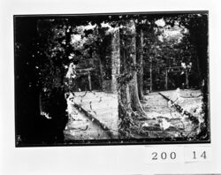 伊勢神宮 外宮鳥居 / Ise Jingu Shrine Geku Torii image