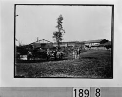 牧場の牛 / Cows at the Stock Farm image