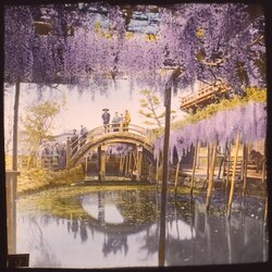 亀戸天神の藤棚 / The Wisteria Arbor at the Kameido Tenjin Shrine image