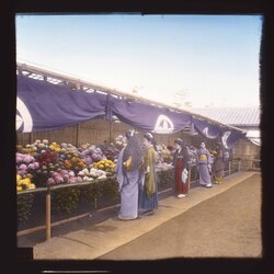 観菊の女性たち / Women Admiring the Chrysanthemums image