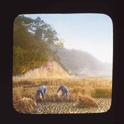 稲刈をする農夫たち / Farmers Harvesting Rice image