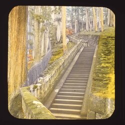 杉並木の中の石段 / Stone Steps in an Avenue of Cedar Trees image