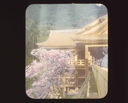 桜の清水寺 / Cherry Blossoms at Kiyomizudera Temple image