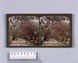 桜(No.17) / Cherry Blossoms (No. 17) image