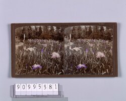 花菖蒲(No.18) / Japanese Iris (No. 18) image