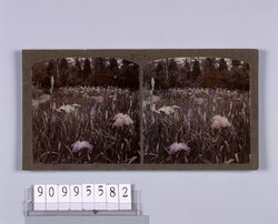 花菖蒲(No.18) / Japanese Iris (No. 18) image
