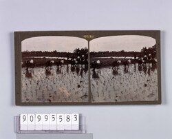 田植(No.19) / Transplanting Rice (No. 19) image
