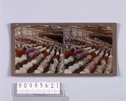 菊(No.42) / Chrysanthemums (No. 42) image
