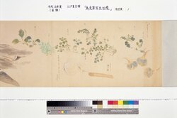 鳥魚菜写生図巻 / Scroll of Bird, Fish, and Plant Sketches image