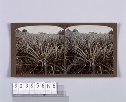 パイナップル畑(No.155) / Pineapple Field (No.155) image