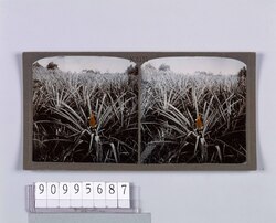 パイナップル畑(No.155) / Pineapple Field (No.155) image