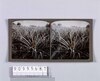 パイナップル畑(No.155)/Pineapple Field (No.155) image