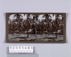 椰子林(No.156) / Palm Grove (No. 156) image
