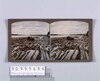 暹羅国チーク材(No.161)/Teak Material, Siam (No. 161) image
