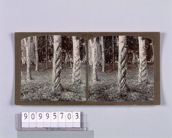 護謨樹(No.169) / Rubber Trees (No. 169) image