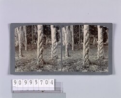 護謨樹(No.169) / Rubber Trees (No. 169) image