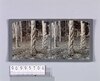 護謨樹(No.169)/Rubber Trees (No. 169) image