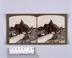 チーク材を運ぶ象(No.179) / Elephant Carrying Teak Material (No. 179) image