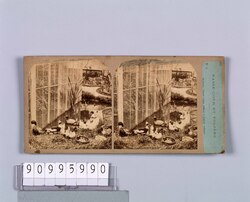 外国製ステレオ写真 Bernache Canard huppe,Siffleur et Canard ordinaire. No.5 / Black goose, Crested duck, Whistler and Ordinary duck. No.5 image