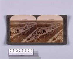 The Red Cross carrying Japanese wounded to the Field Hospital―after theAssault on PortArthur. / The Red Cross carrying Japanese wounded to the Field Hospital―after the assault on Port Arthur. image