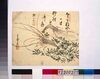 広告団扇絵 海老/Painting on a Round Fan for an Advertisement: Prawn (Regarded as a Lucky Charm) image