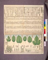 養蚕図解の十 / Vol. 10 of “Illustrated Text Book of the Sericulture” image