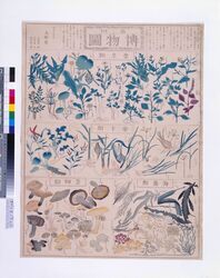 博物圖(第四) / Chart of Plants (No. 4) image