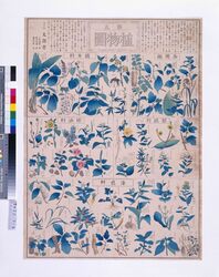 植物圖(第五) / Illustrations of Plants, (No. 5) image