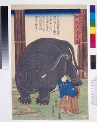 中天竺舶来大象之図 / Portrayal of a Giant Elephant from Mid-India image