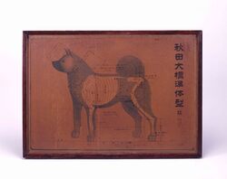 秋田犬標準体型図 / Illustrated Akita Breed Standard image