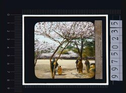 桜(幻燈原板) image