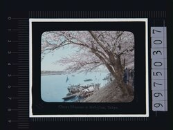 東京 向島の桜(幻灯原板) image