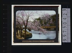 東京 桜(幻燈原板) image