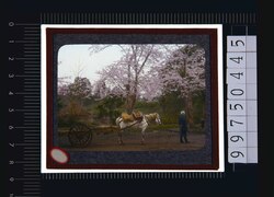 桜と荷馬車(幻燈原板) image