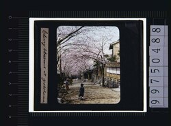 横浜 桜(幻燈原板) image