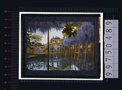 東京 亀戸天神藤棚(幻燈原板) image