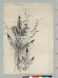松と草木図 / Pine Tree and Plants image