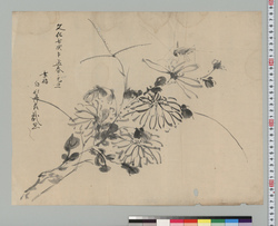 菊花と虫図 / Chrysanthemum and Insects image