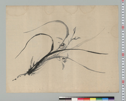 蘭図 / Orchid image